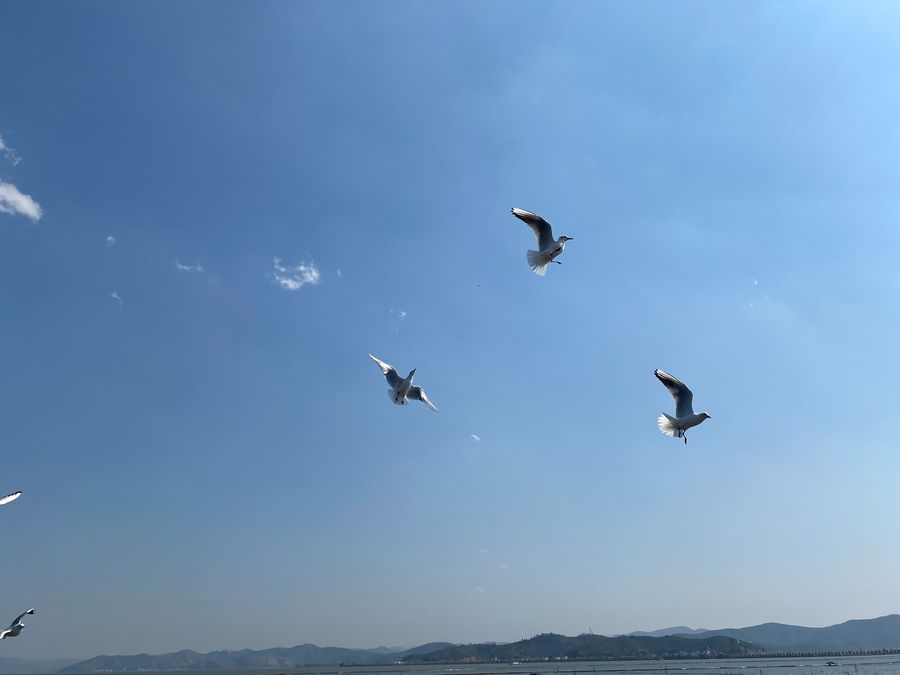 天地一鸥