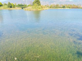 水清见草