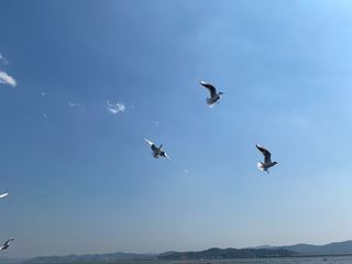 天地一鸥